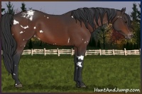 Horse Color:White Spotted Bay Appaloosa