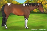 Horse Color:Bay Tobiano 