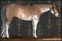 Horse Color:Bay Sabino