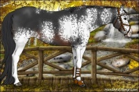 Horse Color:White Spotted Brown 