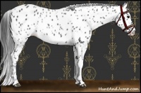 Horse Color:Black Appaloosa Rabicano 