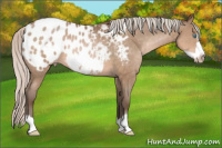 Horse Color:Gray Silver Buckskin Pearl Frame Appaloosa 