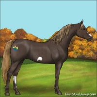 Horse Color:Liver Red Roan Frame 
