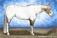 Horse Color:White Spotted Buckskin Frame Appaloosa 