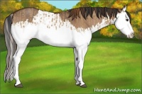 Horse Color:Red Dun Splash and Bay Dun Splash