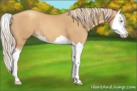 Horse Color:Gold Champagne Splash 