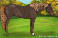Horse Color:Liver Chestnut 