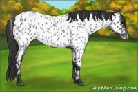 Horse Color:Blue Roan Appaloosa