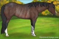 Horse Color:Brown Rabicano 