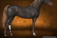 Horse Color:Liver Chestnut 