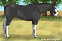Horse Color:Black Splash
