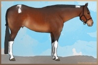 Horse Color:Brown Tobiano Appaloosa