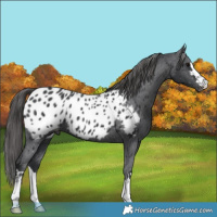 Horse Color:Black Near Leopard