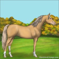Horse Color:Gold Cream Champagne