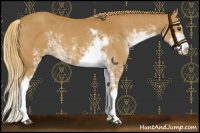 Horse Color:Chestnut Sabino 