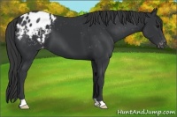 Horse Color:Black Appaloosa