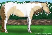 Horse Color:Buckskin Dun Tobiano Appaloosa 