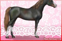 Horse Color:White Spotted Liver Chestnut 