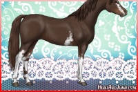 Horse Color:White Spotted Liver Chestnut 