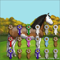 Horse Color:Gray Buckskin Sabino Splash 