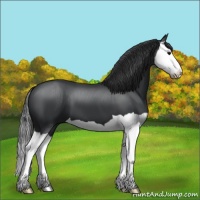Horse Color:Black Splash 
