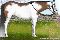Horse Color:Bay Splash Frame