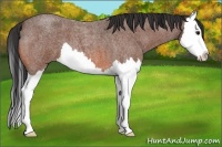 Horse Color:Unknown 