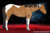 Horse Color:Bay Tobiano 