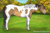 Horse Color:Buckskin Tobiano 