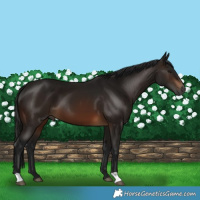 Horse Color:Gray Bay 