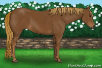 Horse Color:Gray Chestnut 