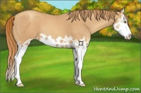 Horse Color:Gold Champagne Splash 