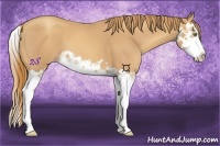 Horse Color:Gold Champagne Splash 