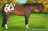 Horse Color:Bay Roan Appaloosa 