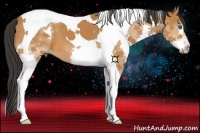 Horse Color:Bay Splash Tobiano