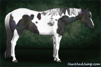 Horse Color:Midnight Grullo Ice Tobiano