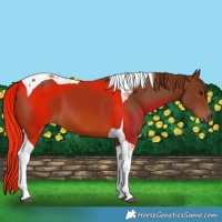Horse Color:Chestnut Tobiano 
