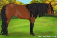 Horse Color:Gray Bay 