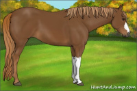 Horse Color:Gray Chestnut 