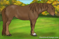 Horse Color:Gray Chestnut 