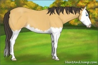 Horse Color:Buckskin Roan Splash