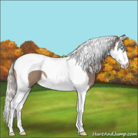 Horse Color:Gray Silver Perlino Splash Tobiano 