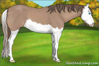 Horse Color:Gray Perlino Splash 