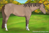 Horse Color:Gray Perlino 