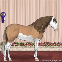Horse Color:Gray Perlino Splash 