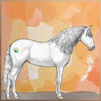 Horse Color:Gray Silver Buckskin Roan 