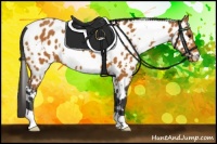 Horse Color:White Spotted Bay Appaloosa