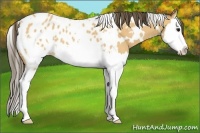 Horse Color:White Spotted Buckskin Splash Appaloosa