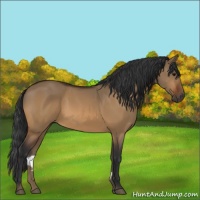 Horse Color:Bay Dun Sabino