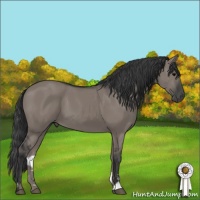 Horse Color:Grullo Sabino